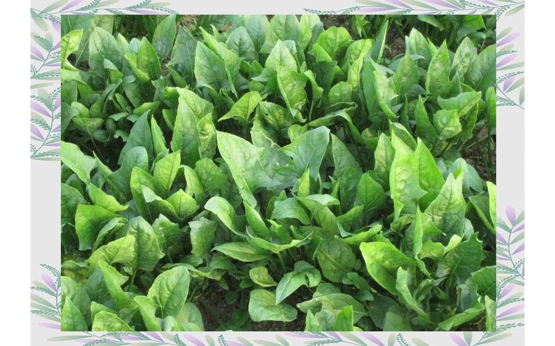 蔬菜分类全攻略:你知道根菜,茎菜,叶菜等吗