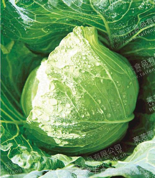 【热销新鲜蔬菜大头菜 长期供应出口级大头菜 大头菜生产厂家价格低】